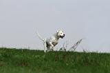 DOGUE ARGENTIN 374